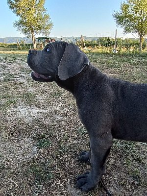 CHIOT collier bleu