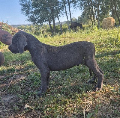 CHIOT collier marron