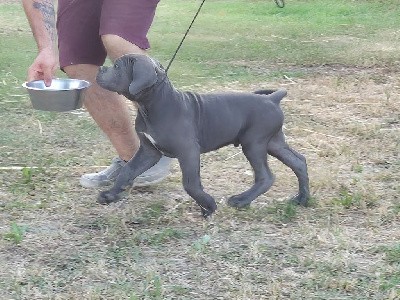 CHIOT collier bleu