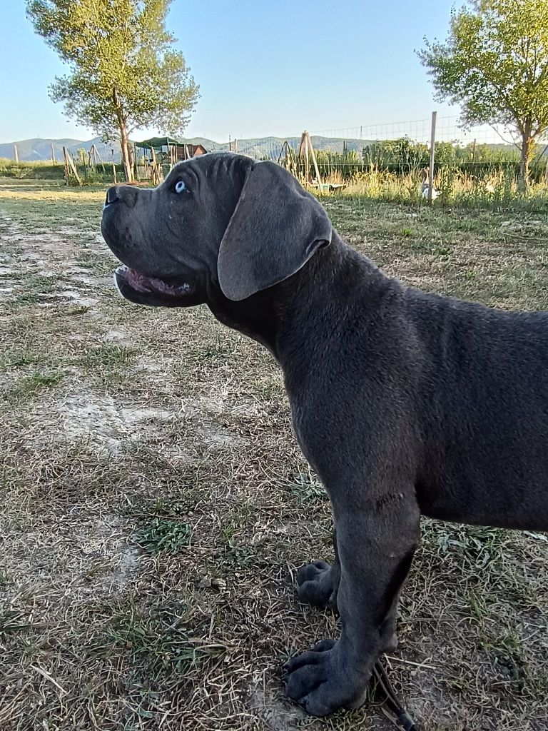 Des Diamants Du Colisée Jcm - Chiot disponible  - Cane Corso