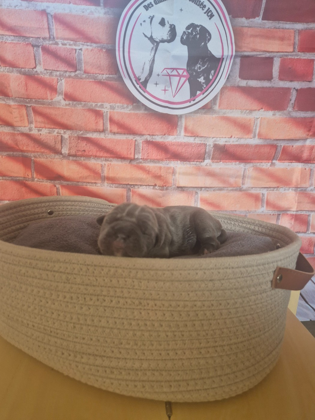 Des Diamants Du Colisée Jcm - Chiots disponibles - Cane Corso