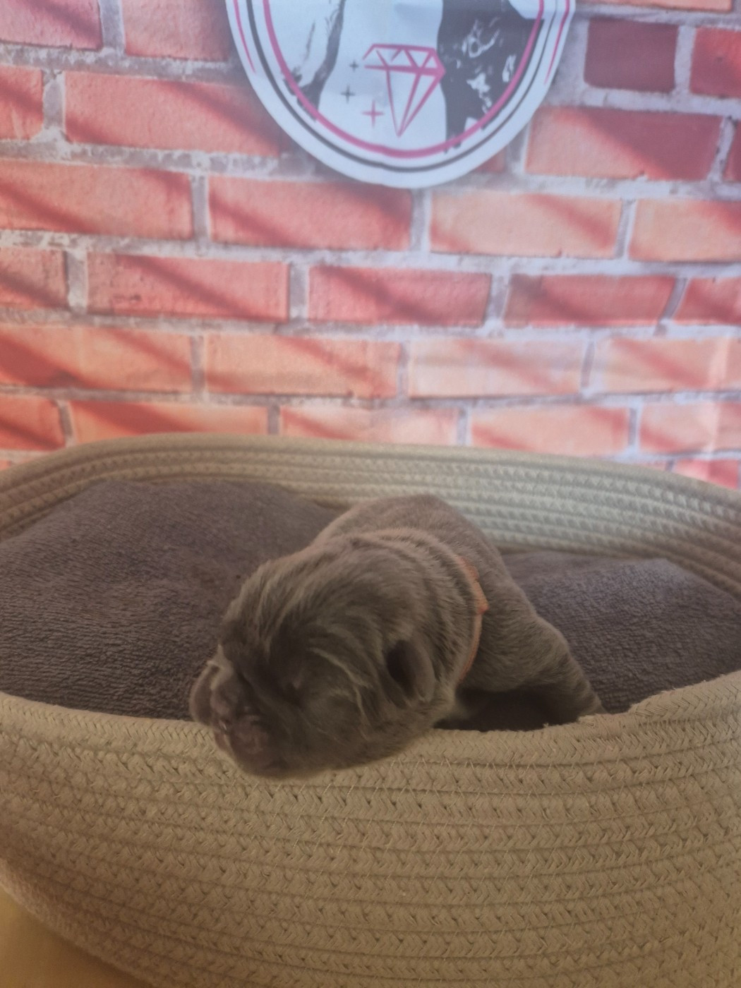 Des Diamants Du Colisée Jcm - Chiots disponibles - Cane Corso