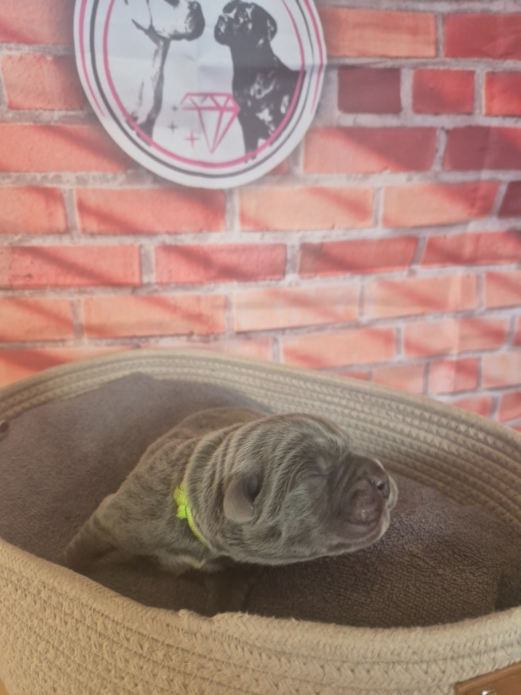 Des Diamants Du Colisée Jcm - Chiots disponibles - Cane Corso