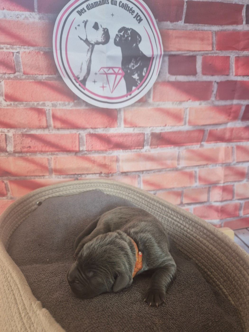 Des Diamants Du Colisée Jcm - Chiots disponibles - Cane Corso