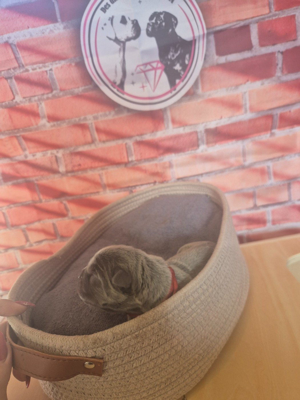 Des Diamants Du Colisée Jcm - Chiots disponibles - Cane Corso