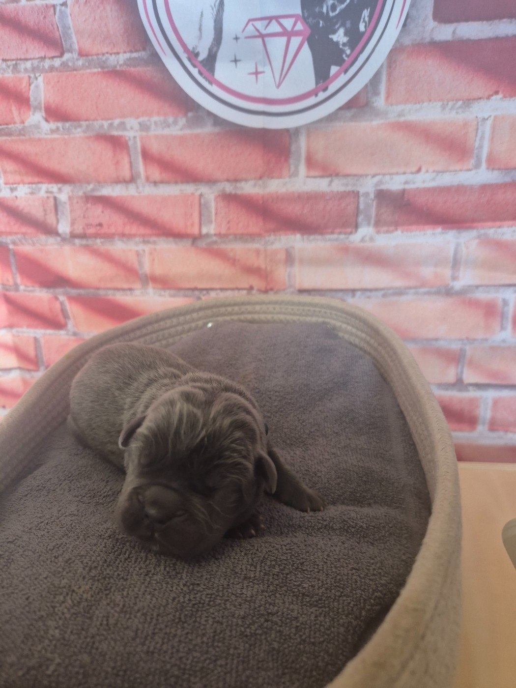 Des Diamants Du Colisée Jcm - Chiots disponibles - Cane Corso
