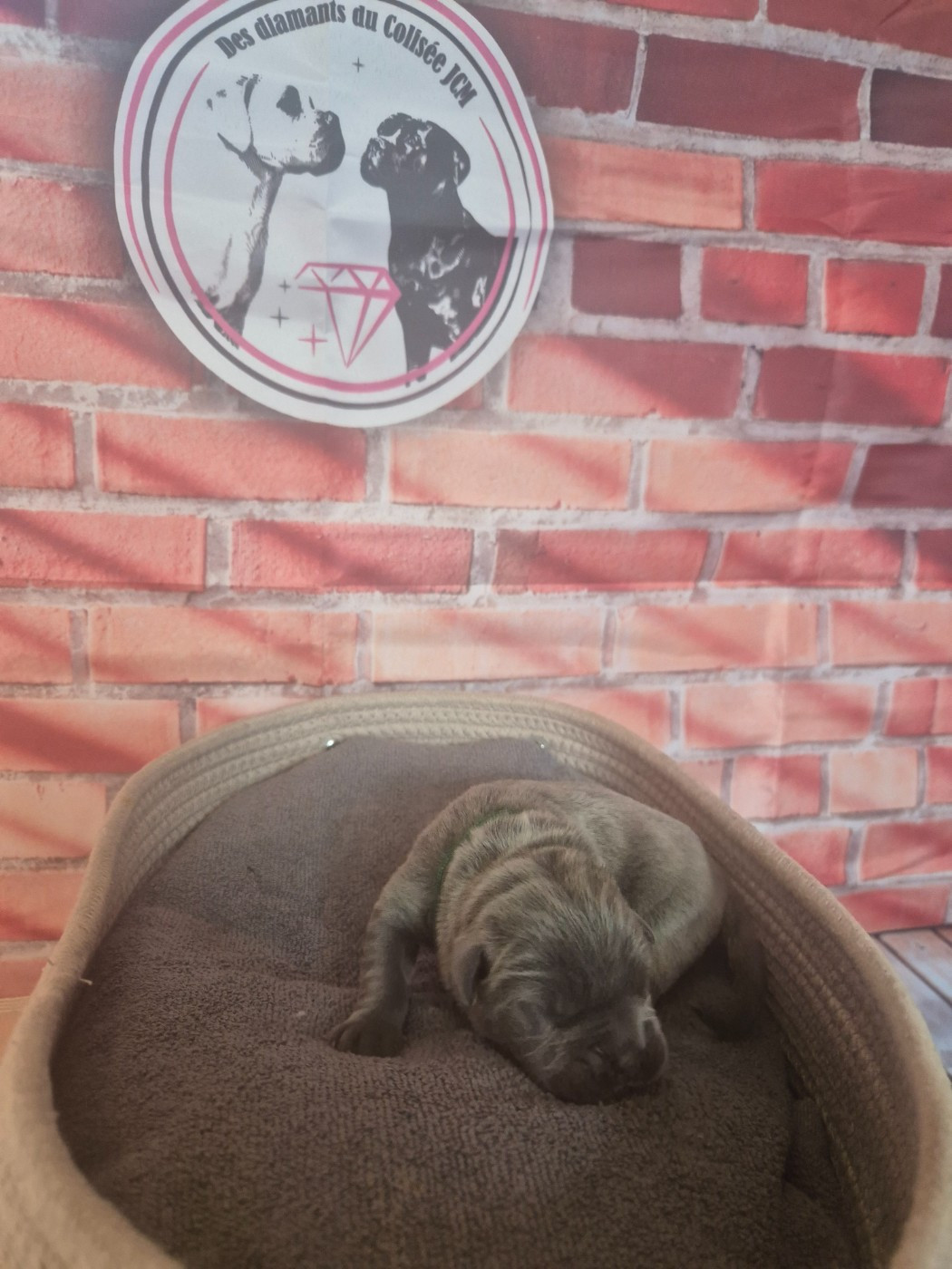 Des Diamants Du Colisée Jcm - Chiots disponibles - Cane Corso