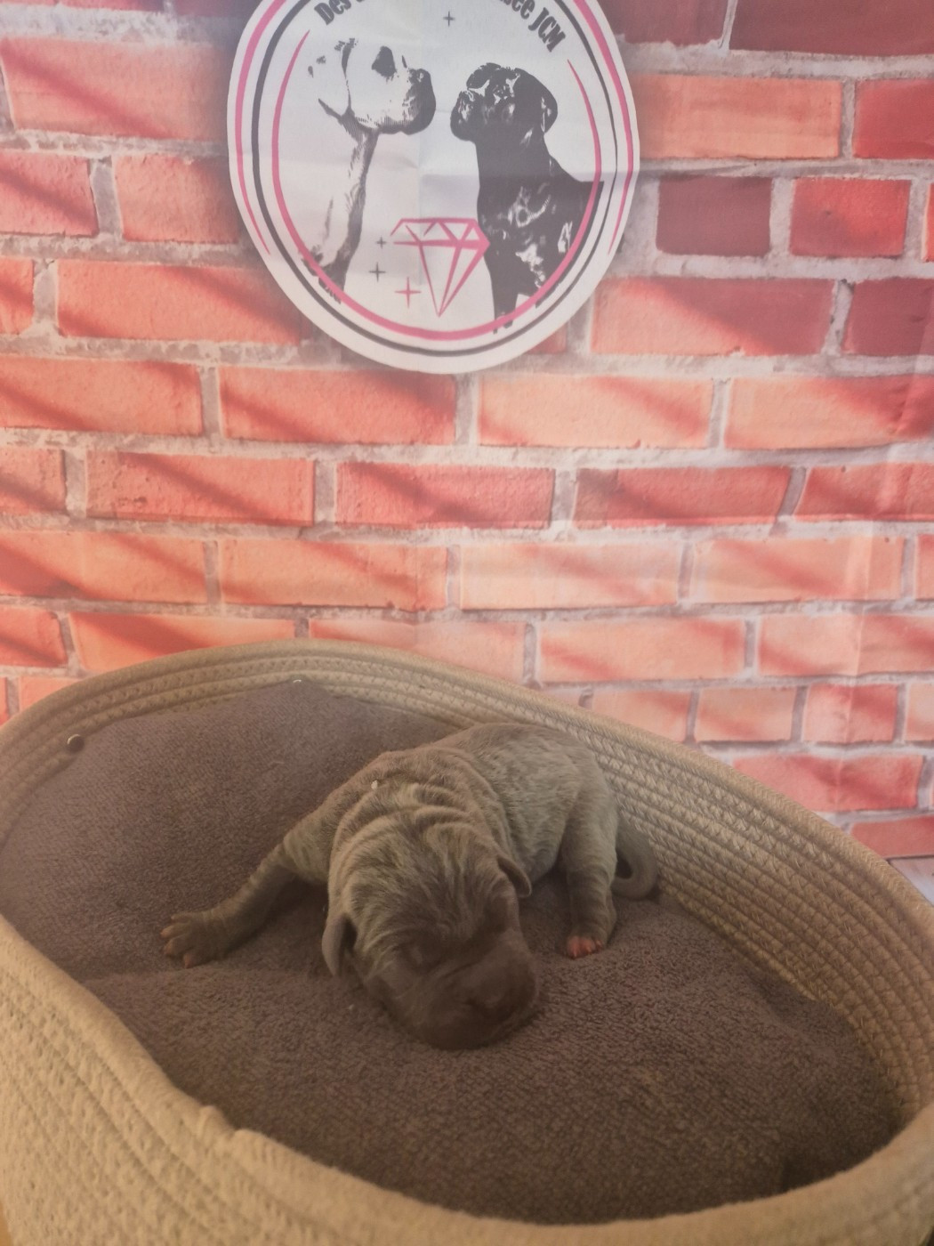 Des Diamants Du Colisée Jcm - Chiots disponibles - Cane Corso