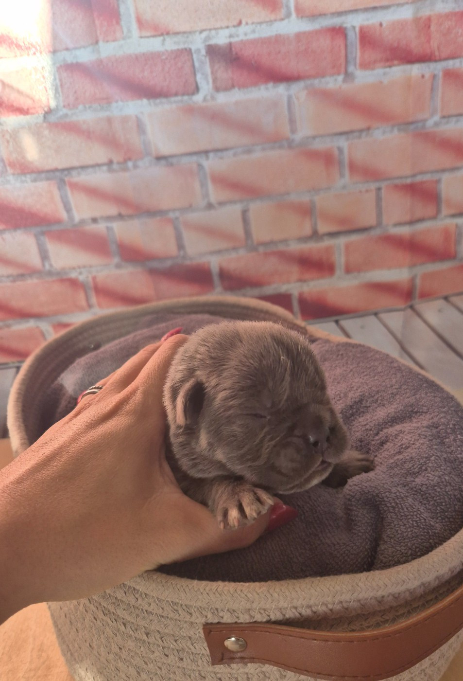 Des Diamants Du Colisée Jcm - Chiots disponibles - Cane Corso