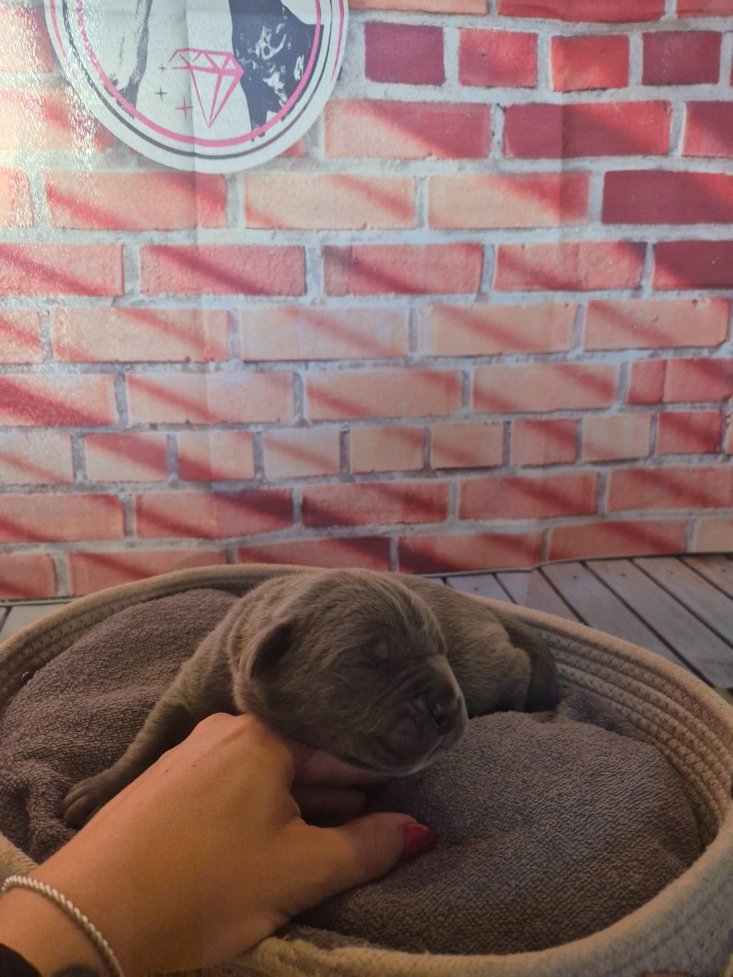 Des Diamants Du Colisée Jcm - Chiots disponibles - Cane Corso