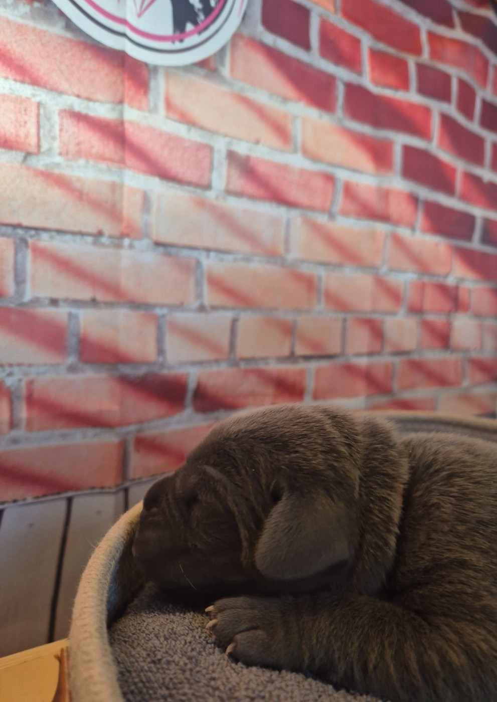 Des Diamants Du Colisée Jcm - Chiots disponibles - Cane Corso