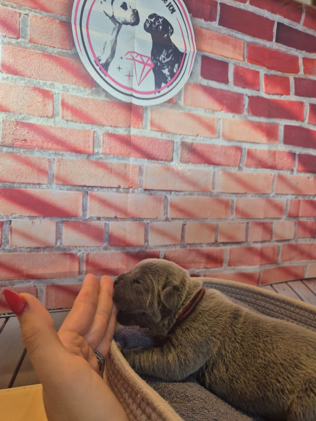 Des Diamants Du Colisée Jcm - Chiots disponibles - Cane Corso