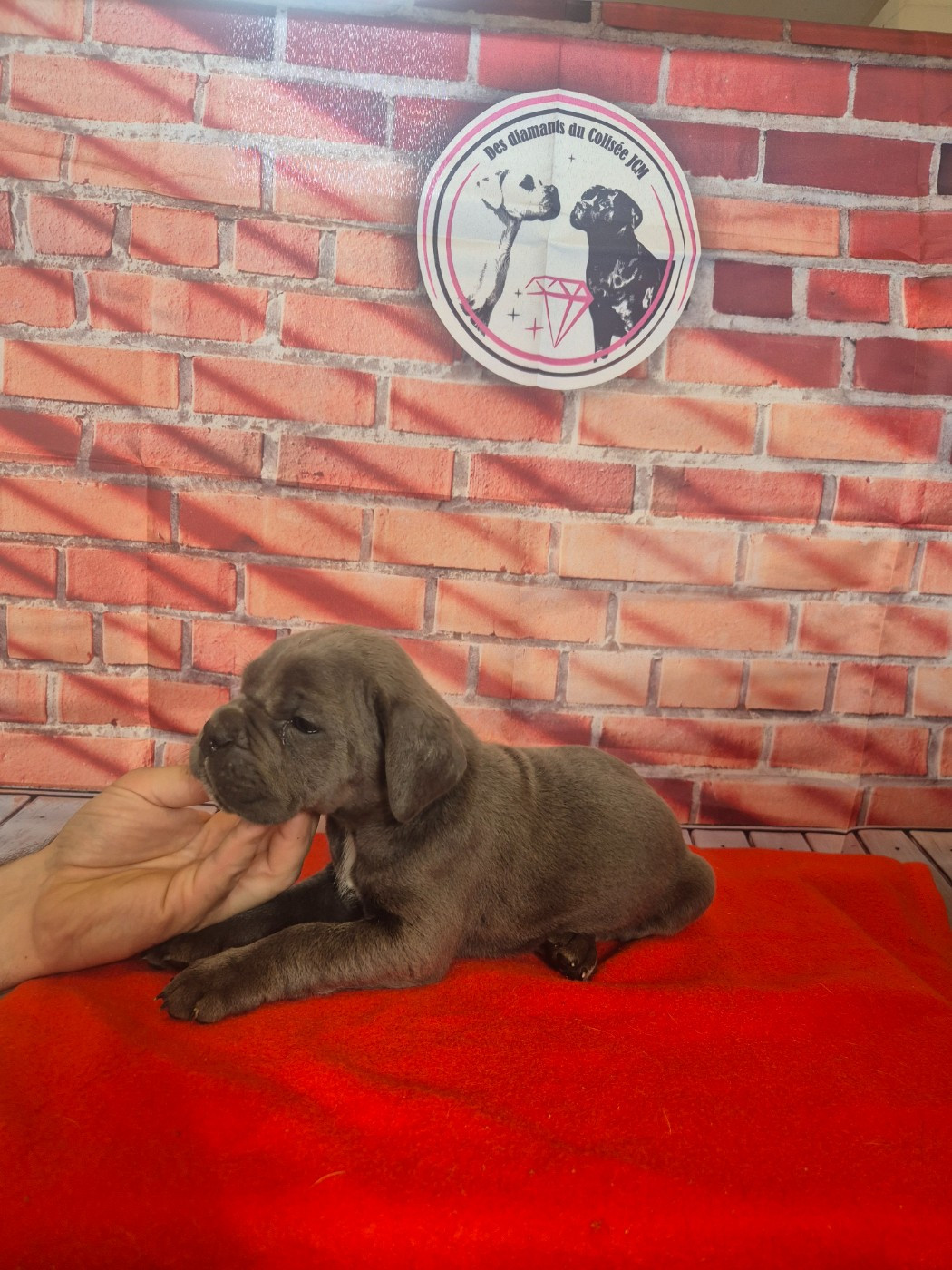Des Diamants Du Colisée Jcm - Cane Corso - Portée née le 13/01/2026