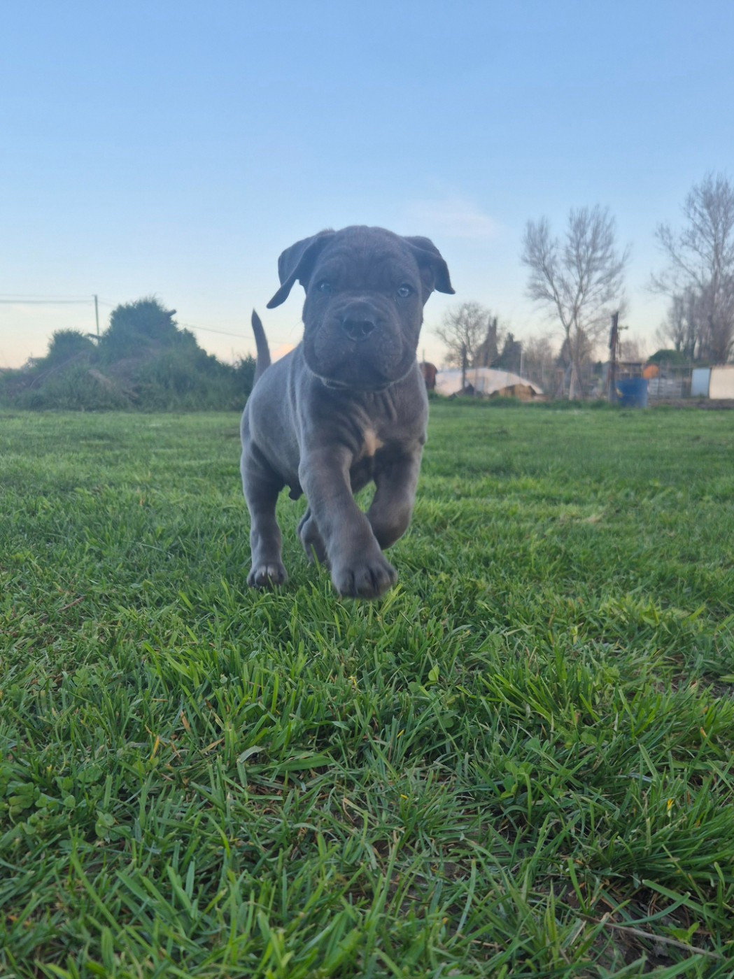 Des Diamants Du Colisée Jcm - Chiots disponibles - Cane Corso