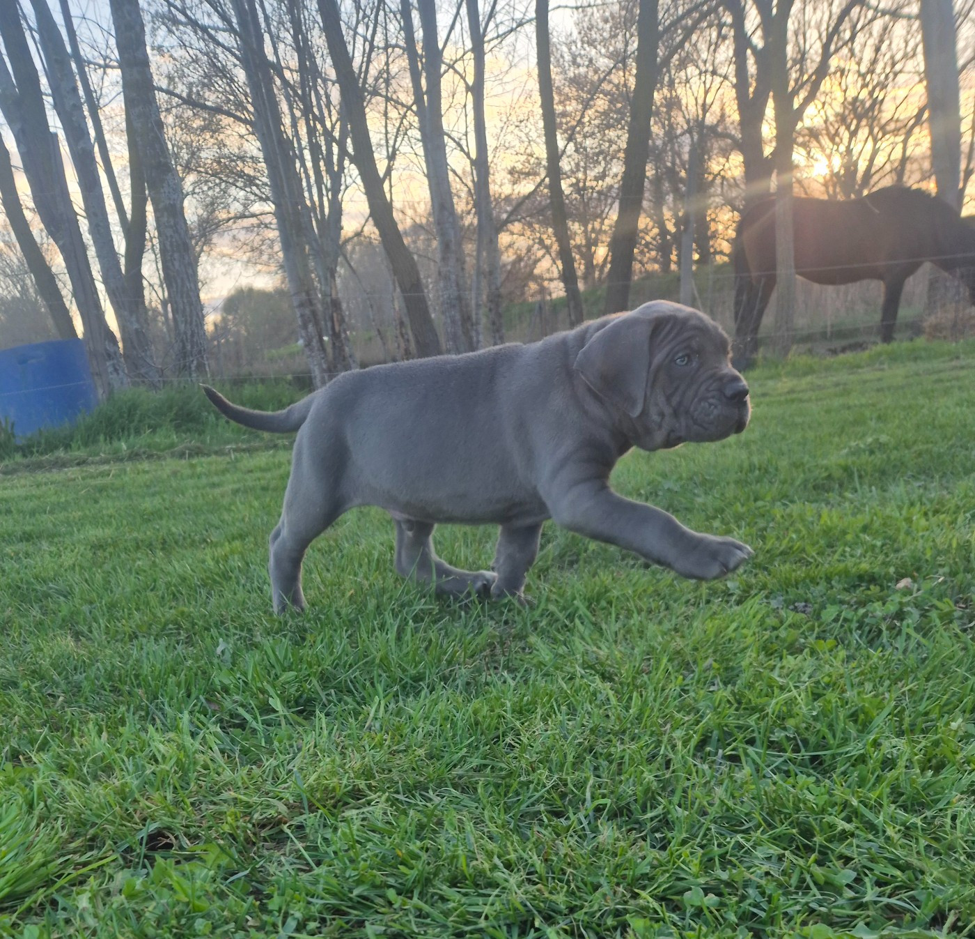 Des Diamants Du Colisée Jcm - Chiots disponibles - Cane Corso