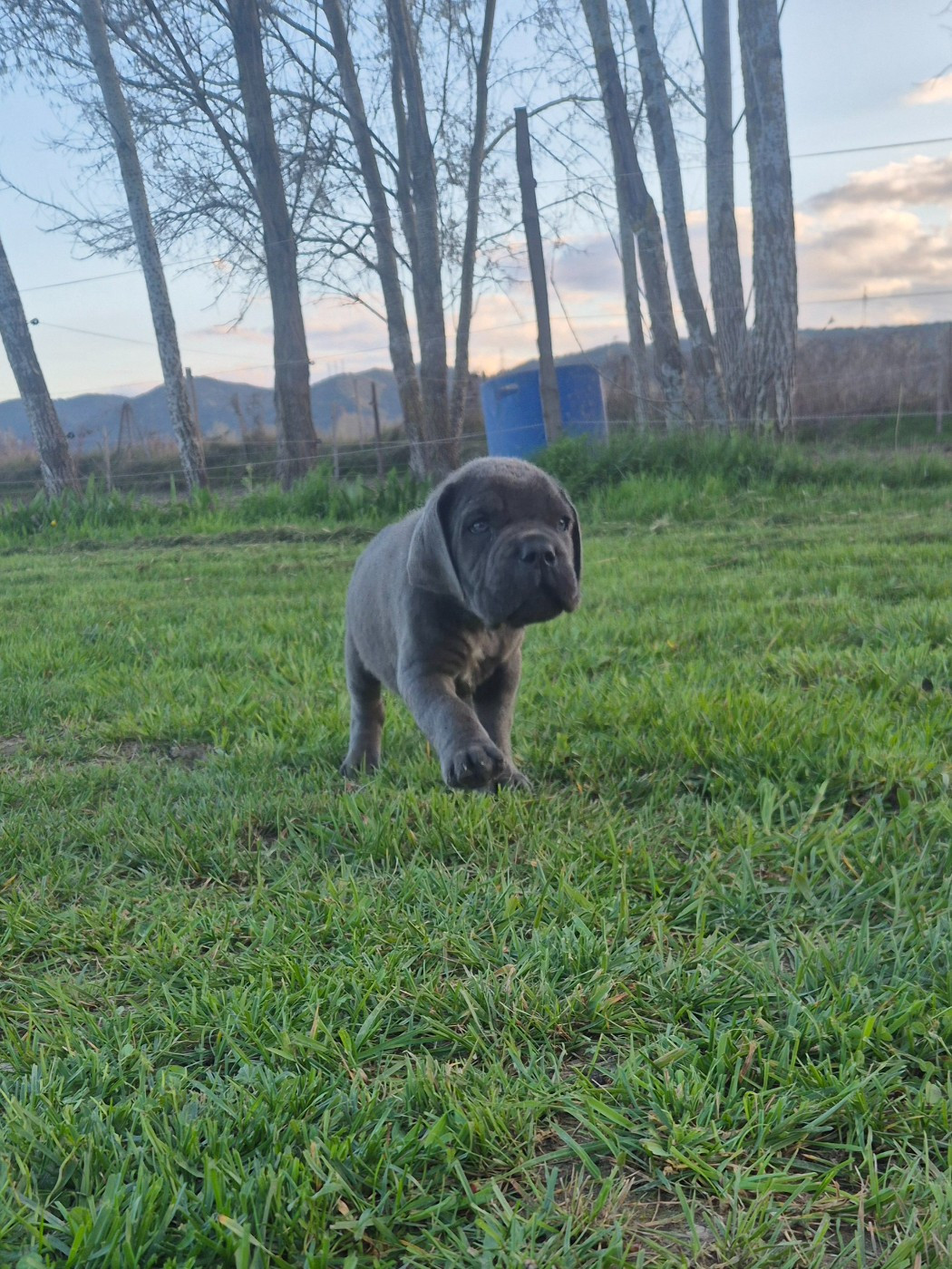 Des Diamants Du Colisée Jcm - Chiots disponibles - Cane Corso