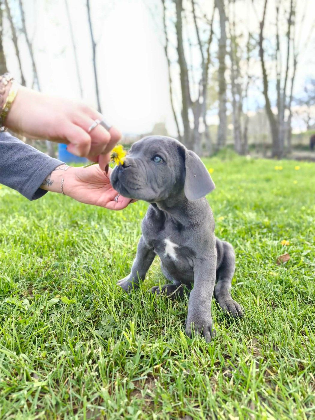 Des Diamants Du Colisée Jcm - Chiots disponibles - Cane Corso