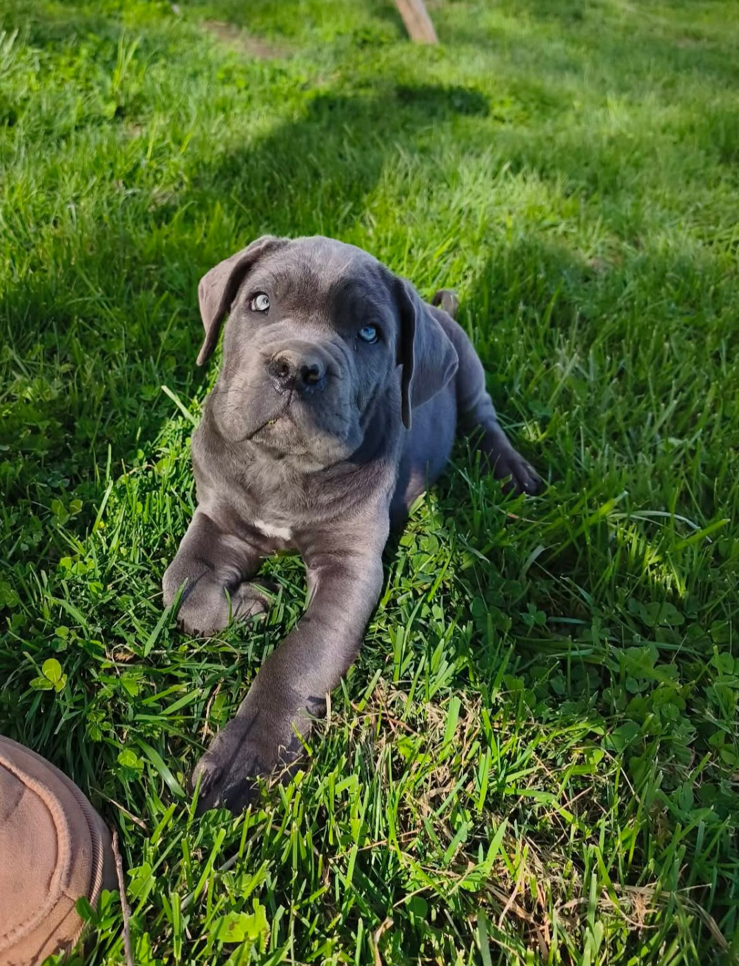 Des Diamants Du Colisée Jcm - Chiots disponibles - Cane Corso