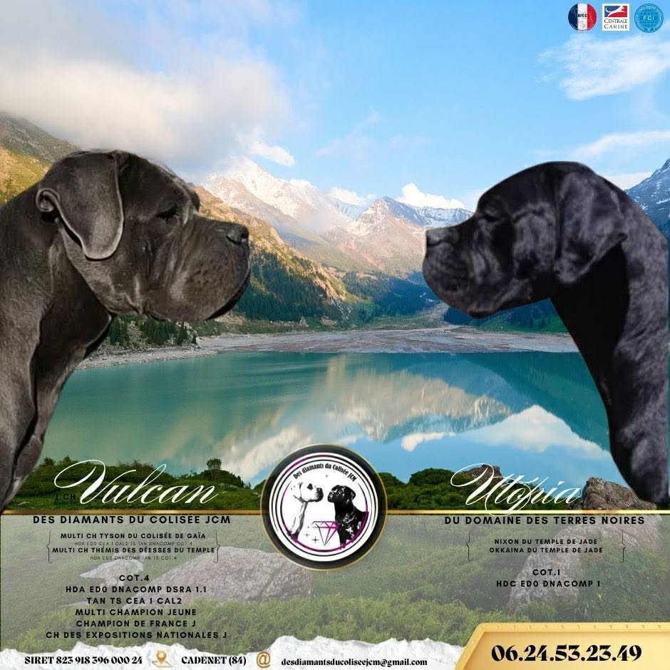 Chiot Cane Corso Des Diamants Du Colisée Jcm