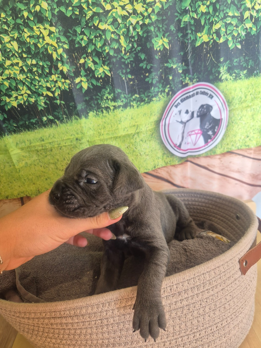 Des Diamants Du Colisée Jcm - Chiots disponibles - Cane Corso