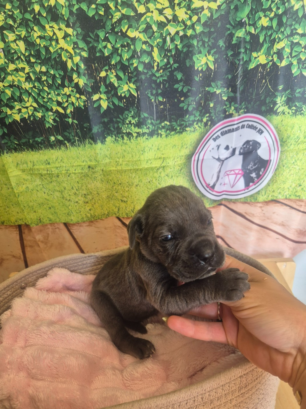 Des Diamants Du Colisée Jcm - Chiots disponibles - Cane Corso
