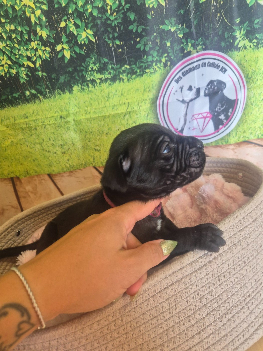 Des Diamants Du Colisée Jcm - Chiots disponibles - Cane Corso