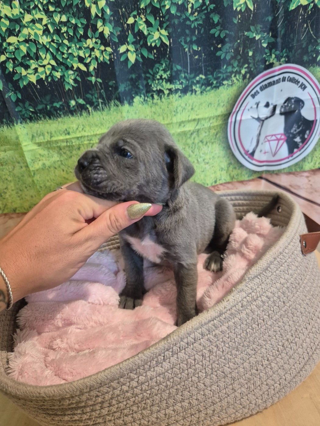 Des Diamants Du Colisée Jcm - Chiots disponibles - Cane Corso