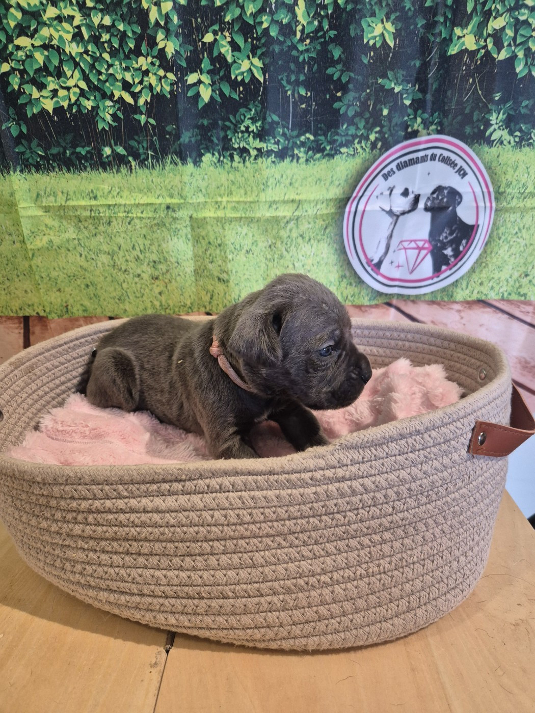 Des Diamants Du Colisée Jcm - Chiots disponibles - Cane Corso