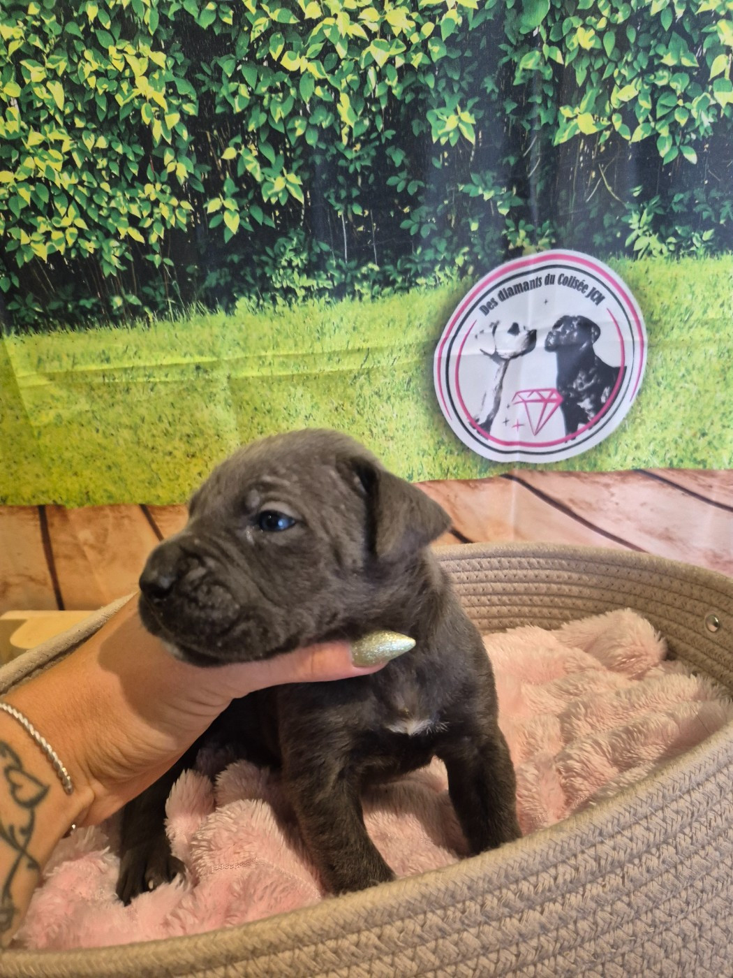 Des Diamants Du Colisée Jcm - Chiots disponibles - Cane Corso