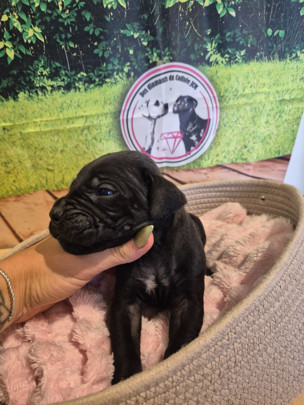 Des Diamants Du Colisée Jcm - Chiots disponibles - Cane Corso