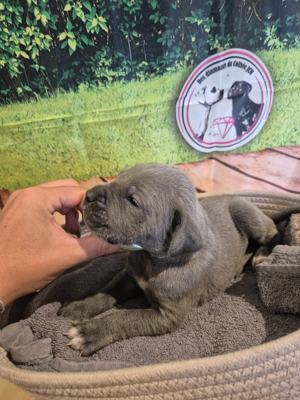 Des Diamants Du Colisée Jcm - Chiots disponibles - Cane Corso