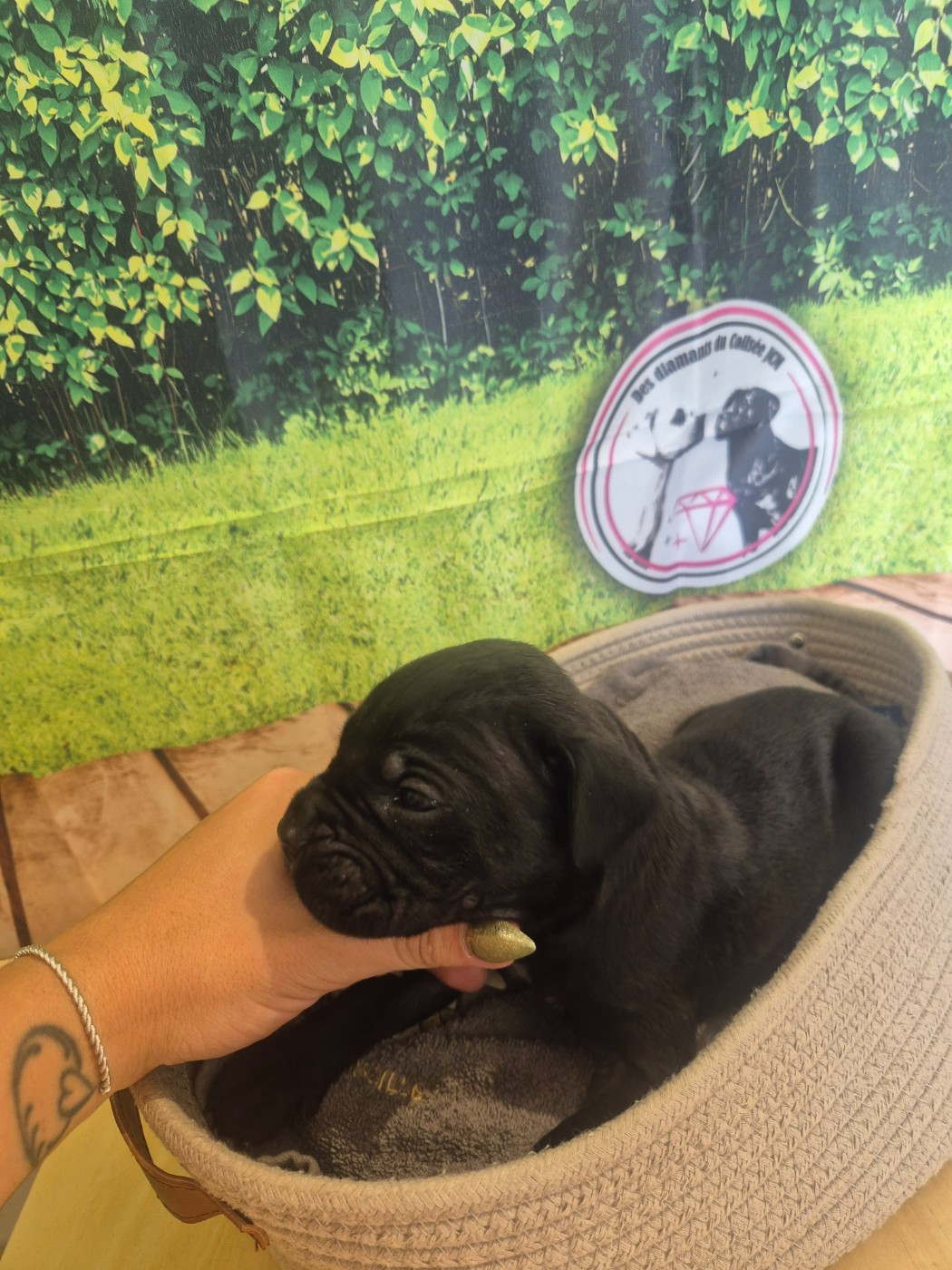 Des Diamants Du Colisée Jcm - Chiots disponibles - Cane Corso