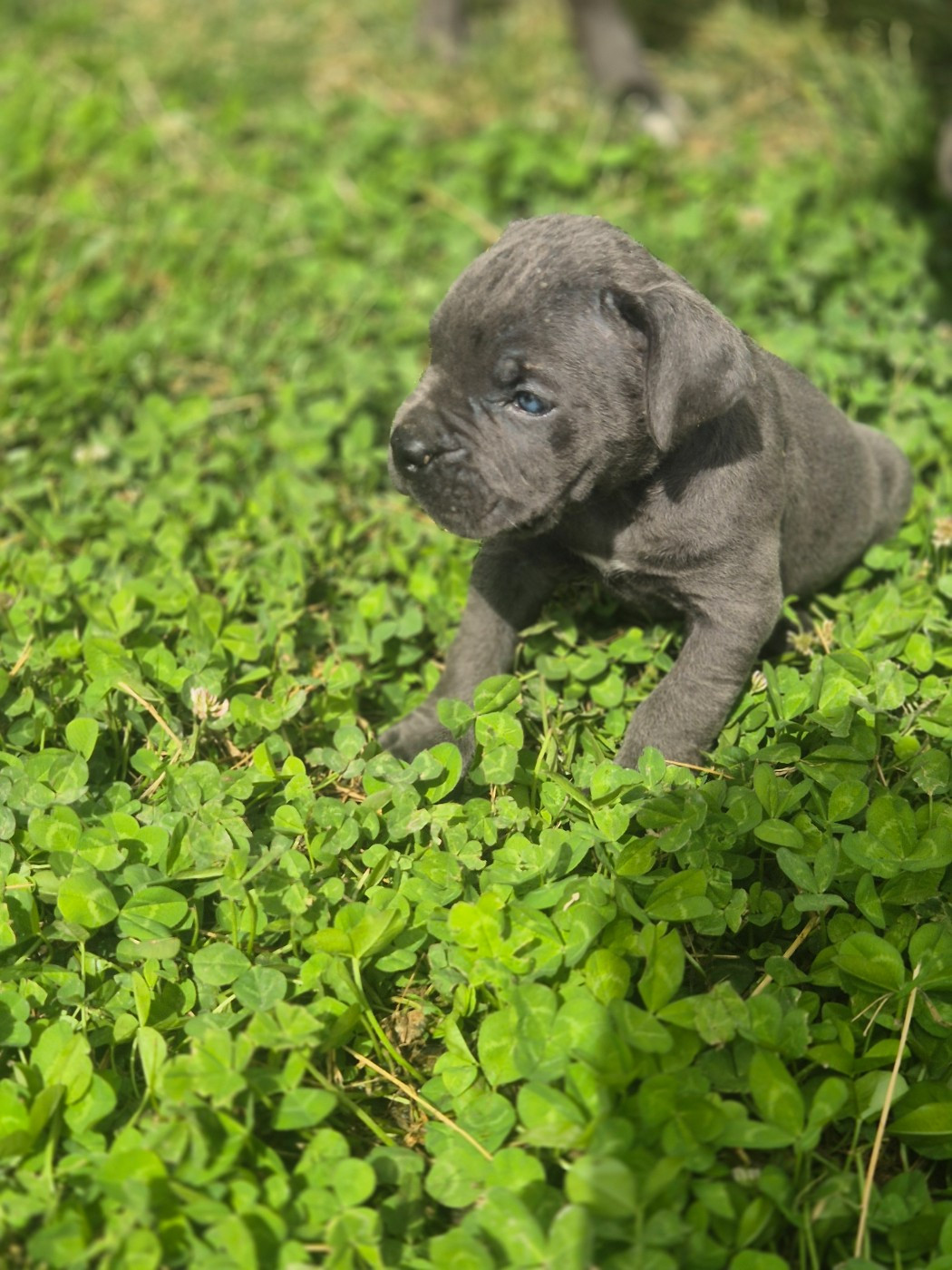 Des Diamants Du Colisée Jcm - Chiots disponibles - Cane Corso