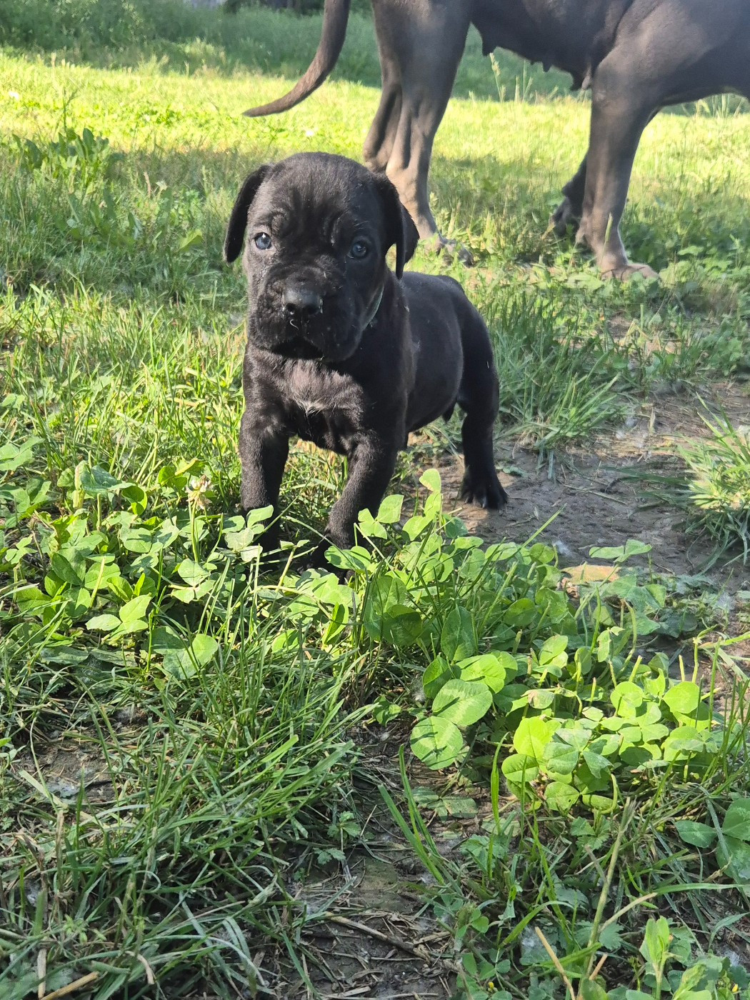Des Diamants Du Colisée Jcm - Chiots disponibles - Cane Corso