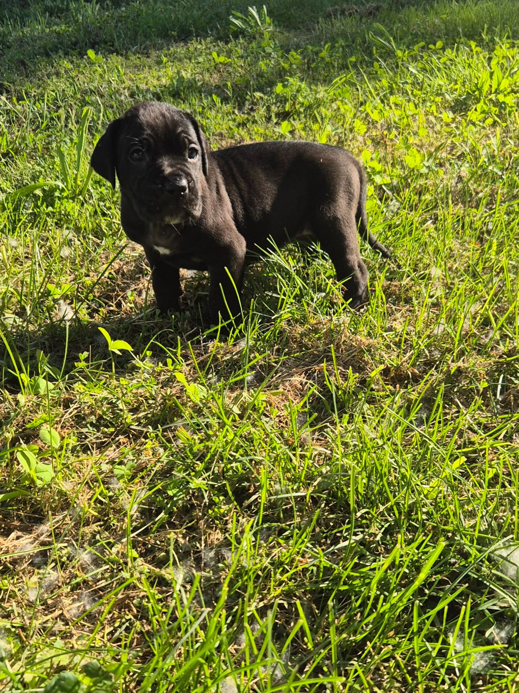 Des Diamants Du Colisée Jcm - Chiots disponibles - Cane Corso