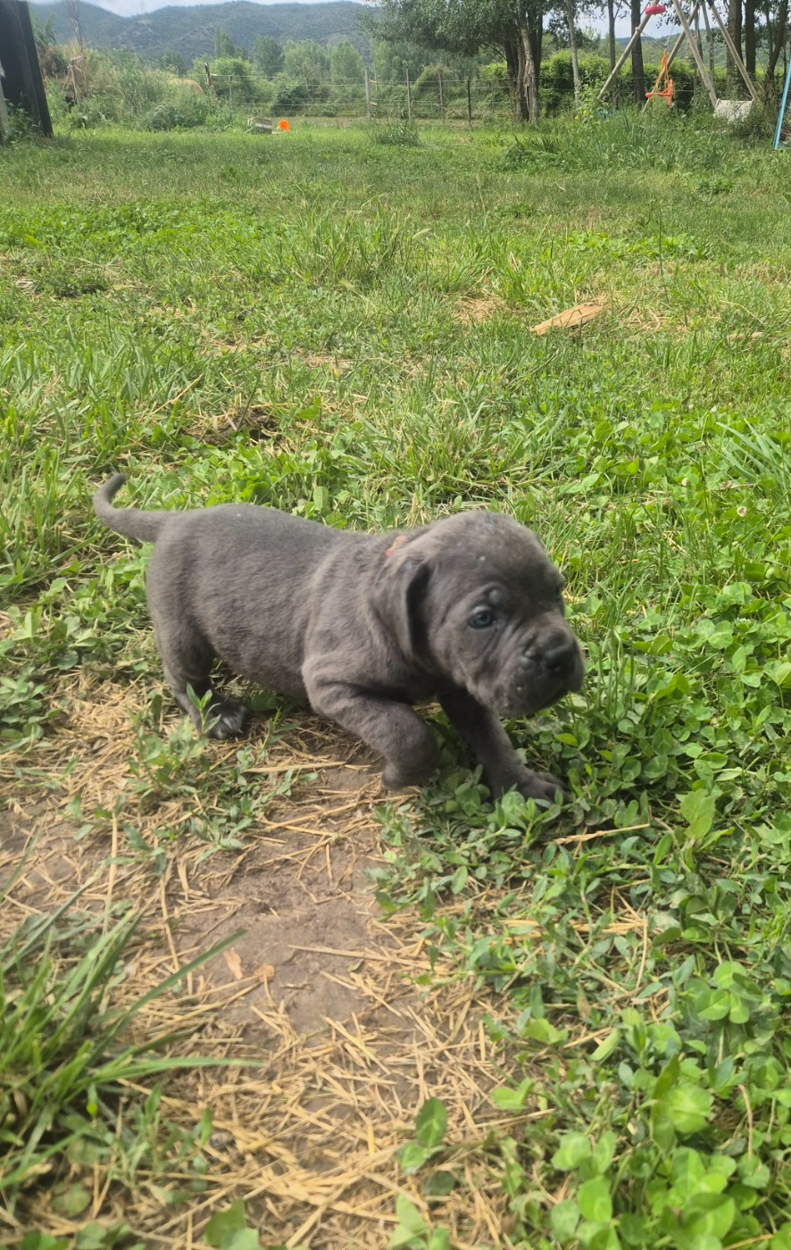 Des Diamants Du Colisée Jcm - Chiots disponibles - Cane Corso