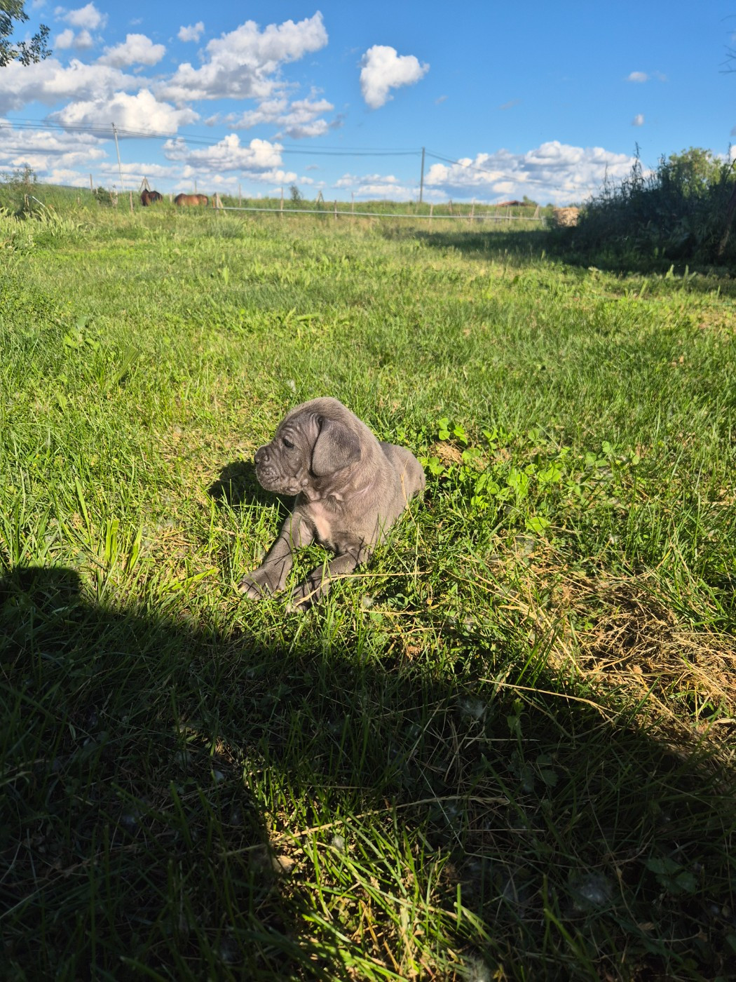 Des Diamants Du Colisée Jcm - Chiots disponibles - Cane Corso