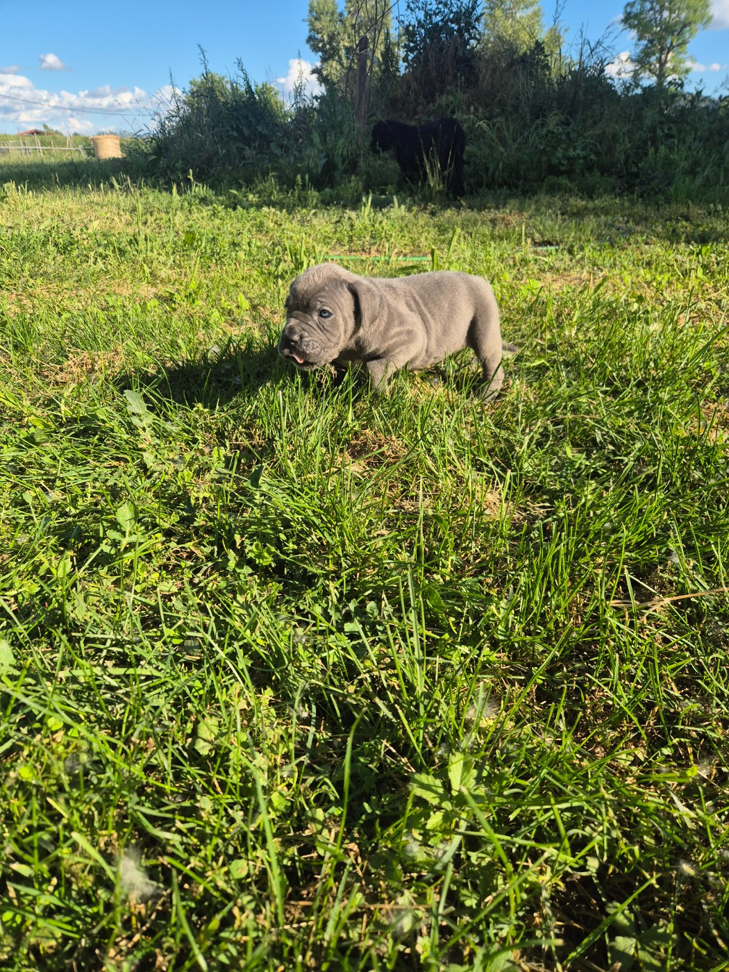 Des Diamants Du Colisée Jcm - Chiots disponibles - Cane Corso