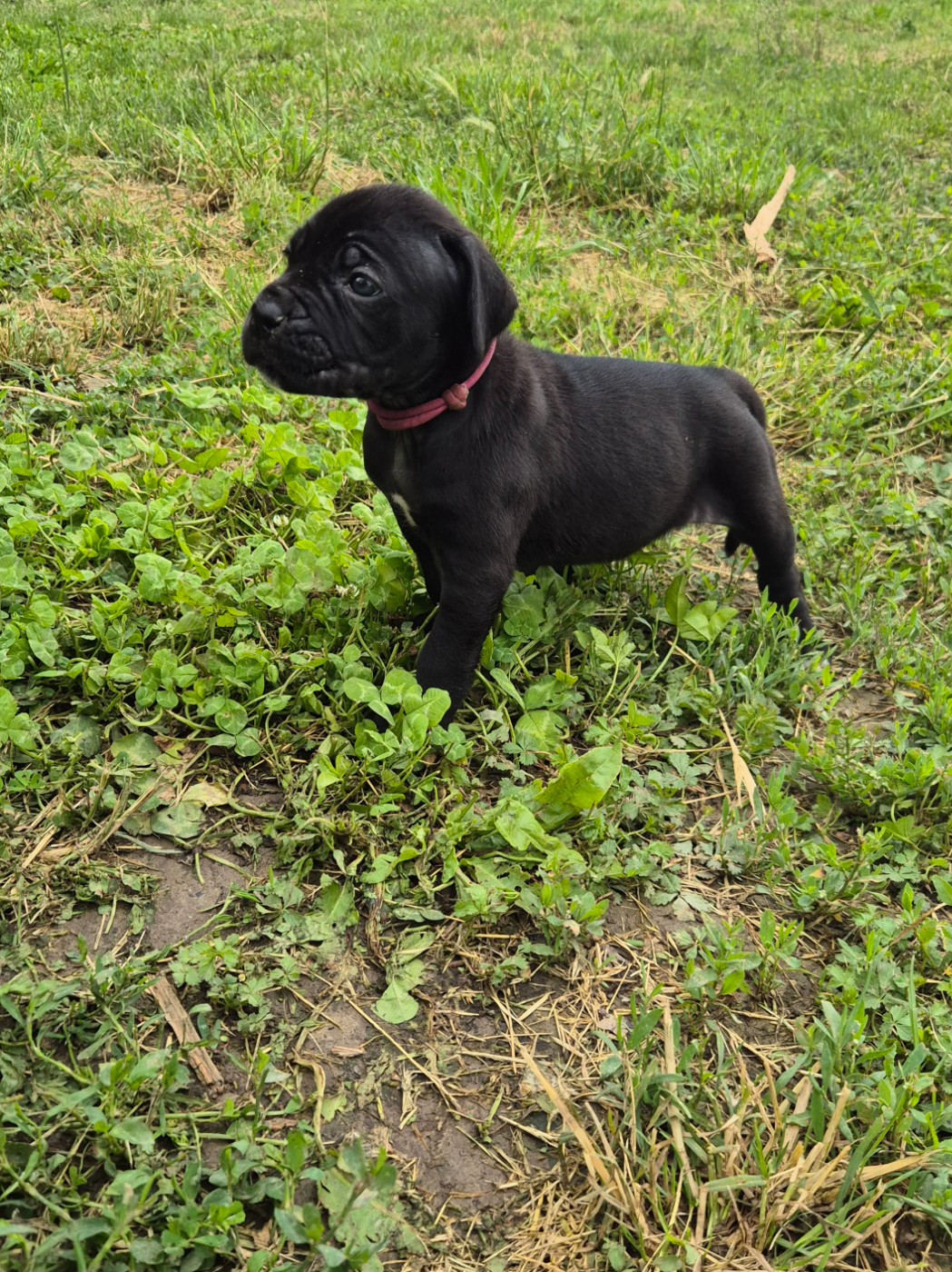 Des Diamants Du Colisée Jcm - Chiots disponibles - Cane Corso