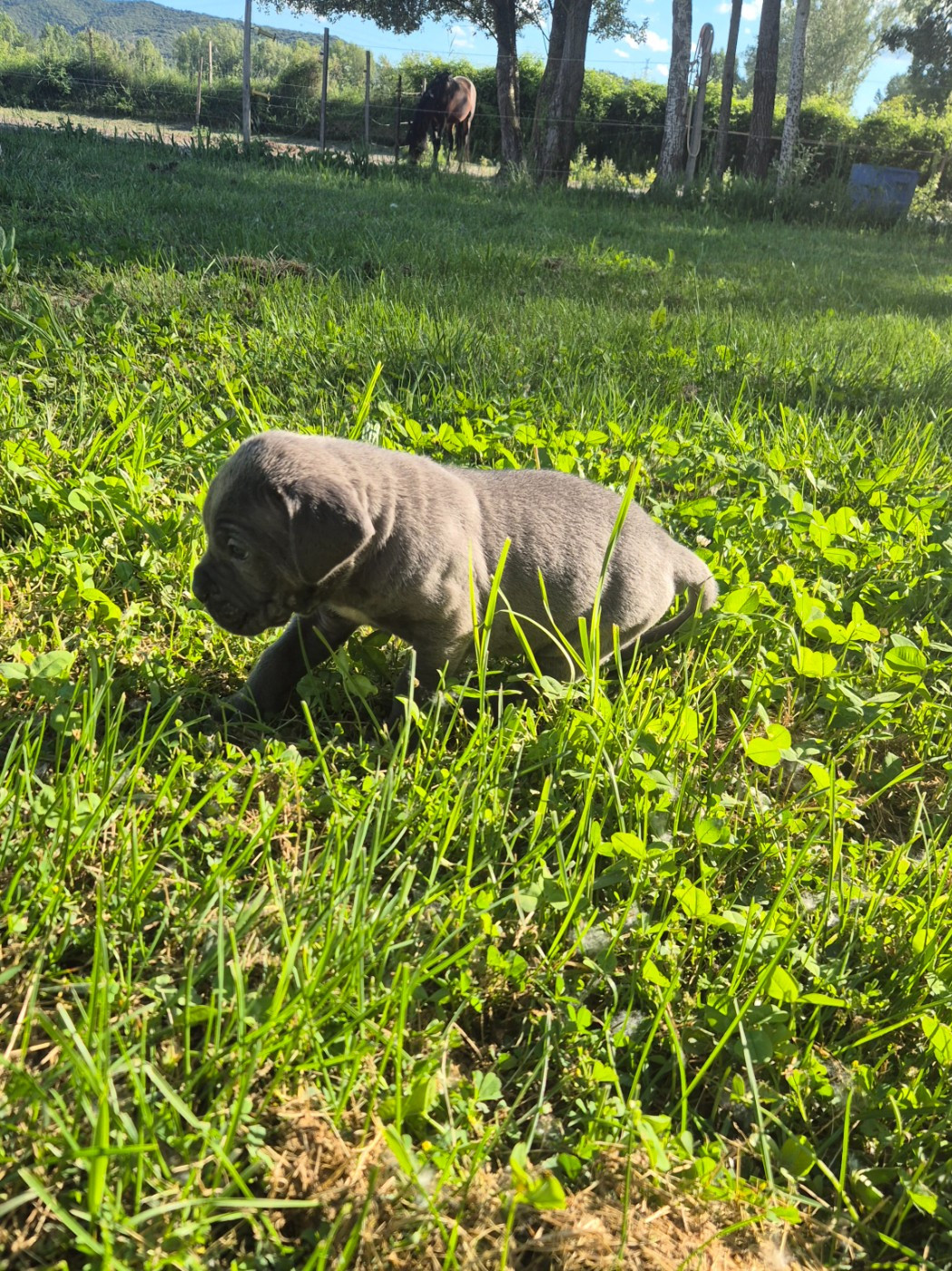 Des Diamants Du Colisée Jcm - Chiots disponibles - Cane Corso