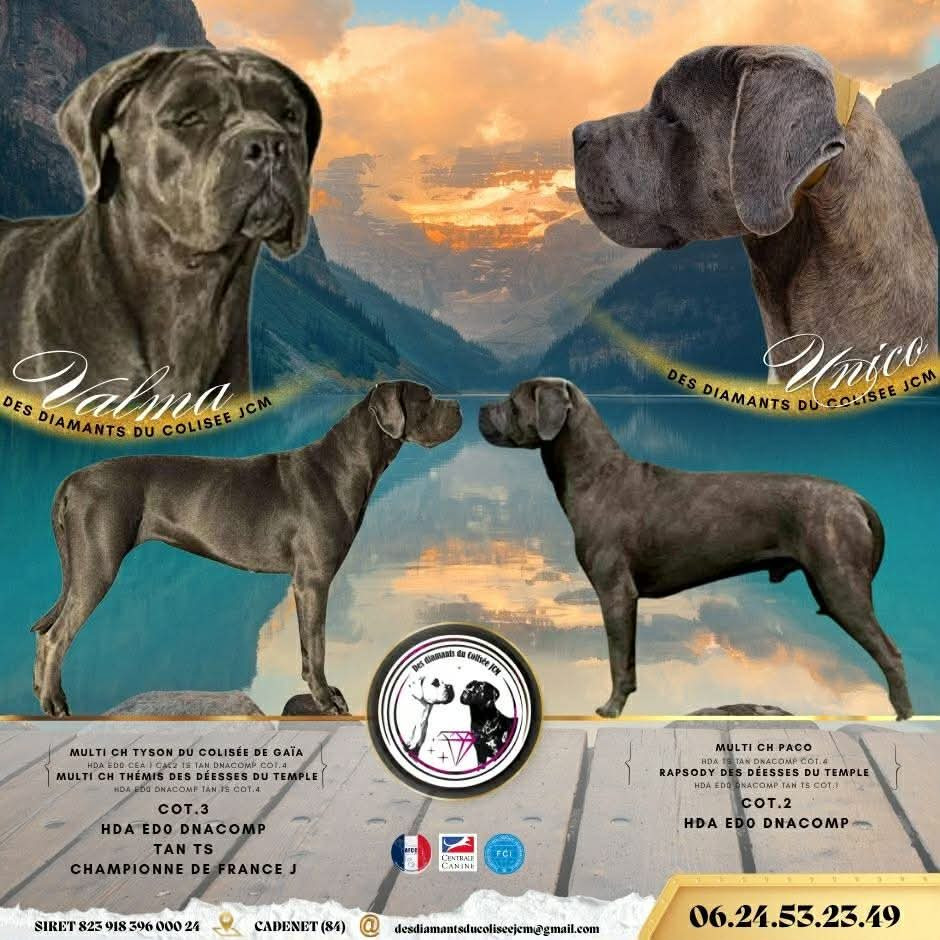 Chiot Cane Corso Des Diamants Du Colisée Jcm