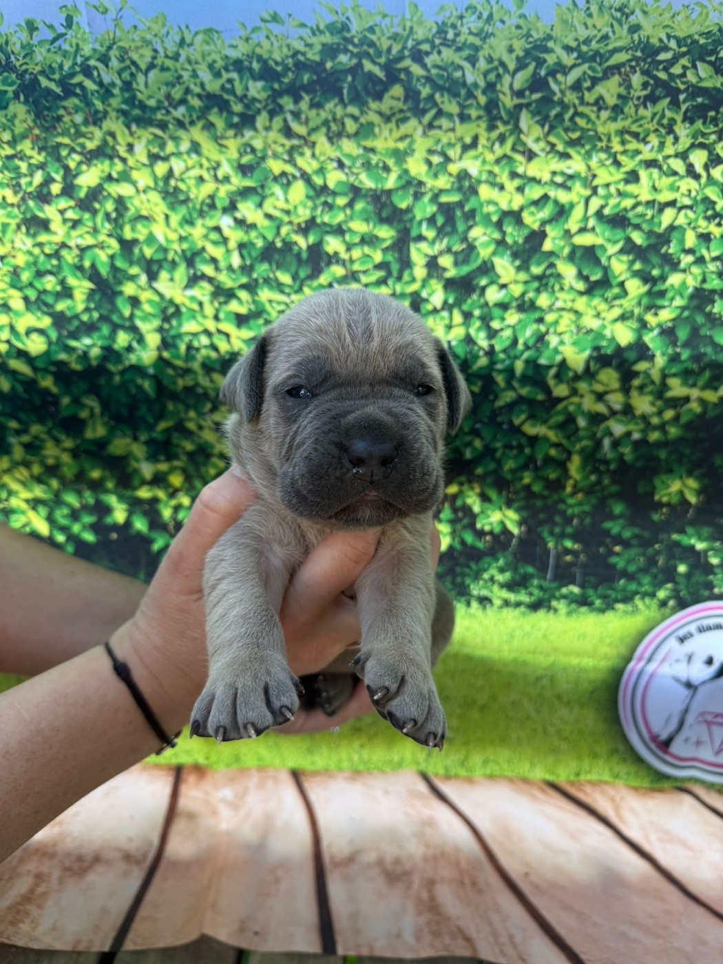 Des Diamants Du Colisée Jcm - Chiots disponibles - Cane Corso
