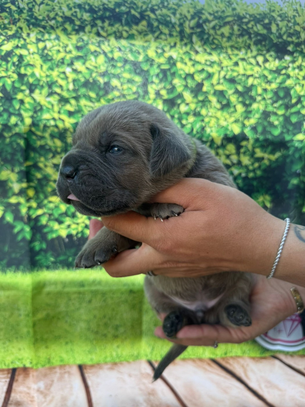 Des Diamants Du Colisée Jcm - Chiots disponibles - Cane Corso