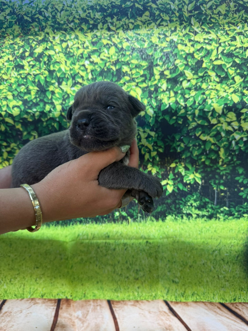 Des Diamants Du Colisée Jcm - Chiots disponibles - Cane Corso