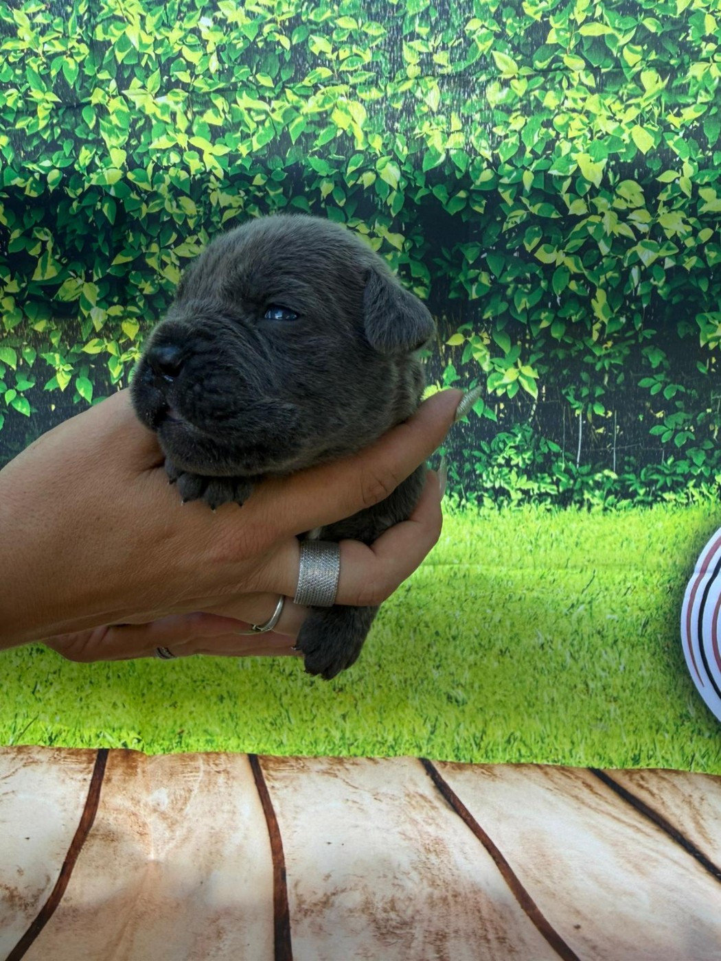 Des Diamants Du Colisée Jcm - Chiots disponibles - Cane Corso