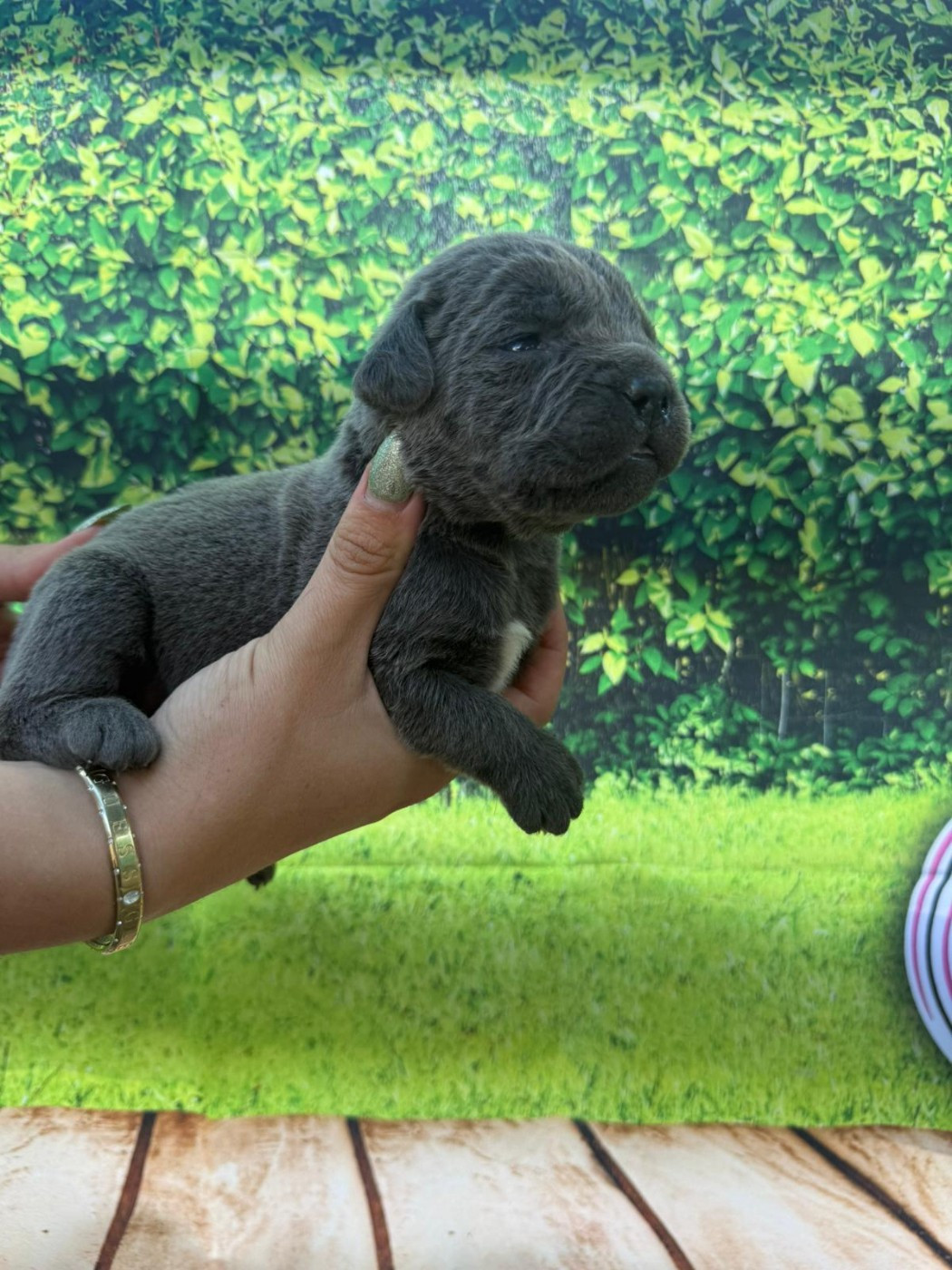 Des Diamants Du Colisée Jcm - Chiots disponibles - Cane Corso