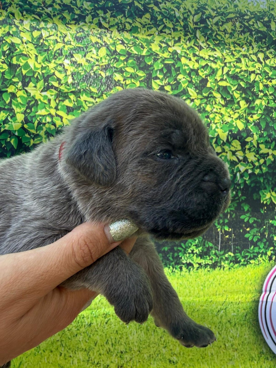 Des Diamants Du Colisée Jcm - Chiots disponibles - Cane Corso