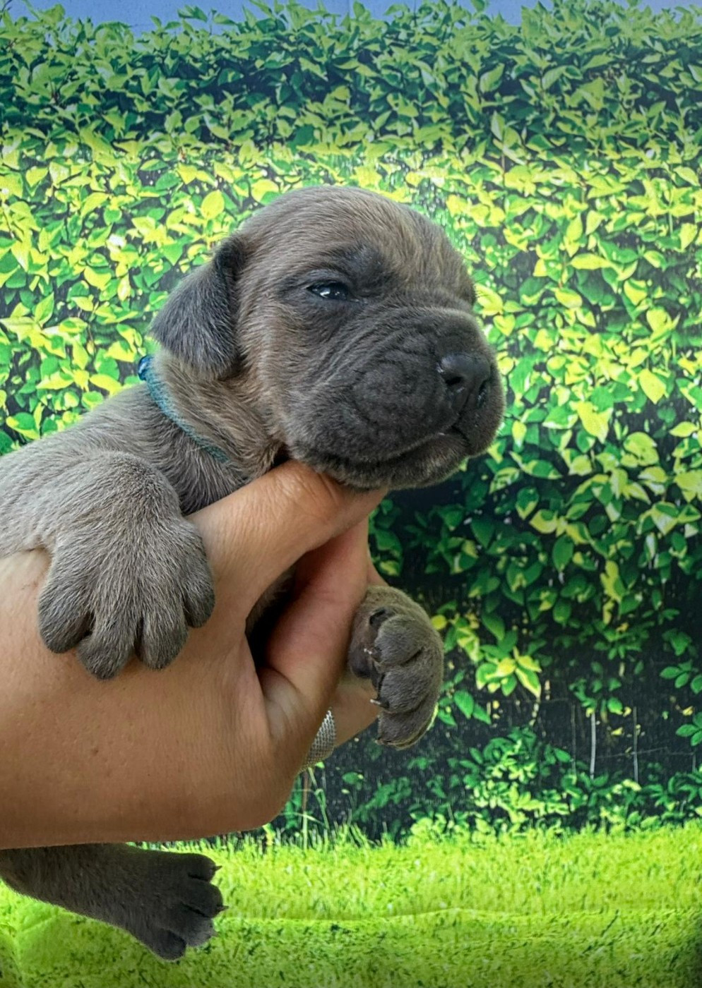 Des Diamants Du Colisée Jcm - Chiots disponibles - Cane Corso