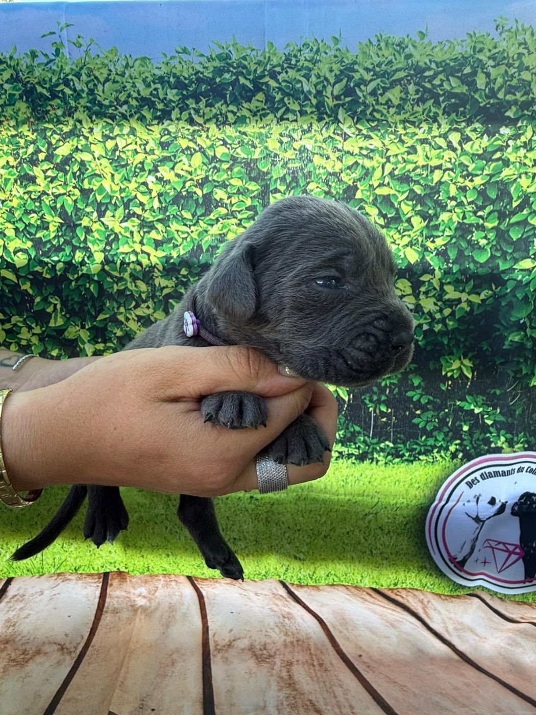 Des Diamants Du Colisée Jcm - Chiots disponibles - Cane Corso