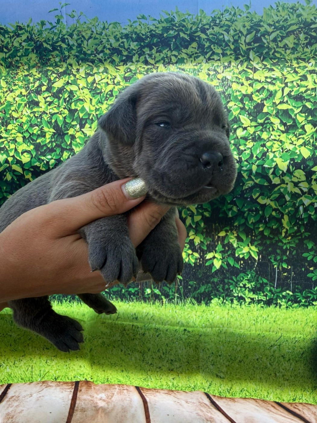 Des Diamants Du Colisée Jcm - Chiots disponibles - Cane Corso